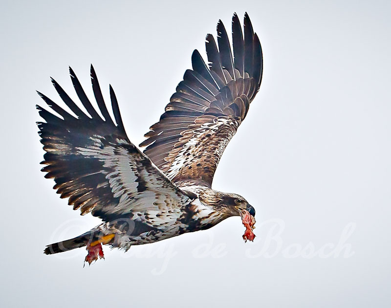 eat and run ...by a young eagle