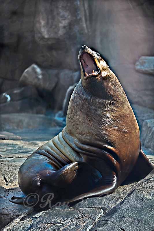 a steller sea lion