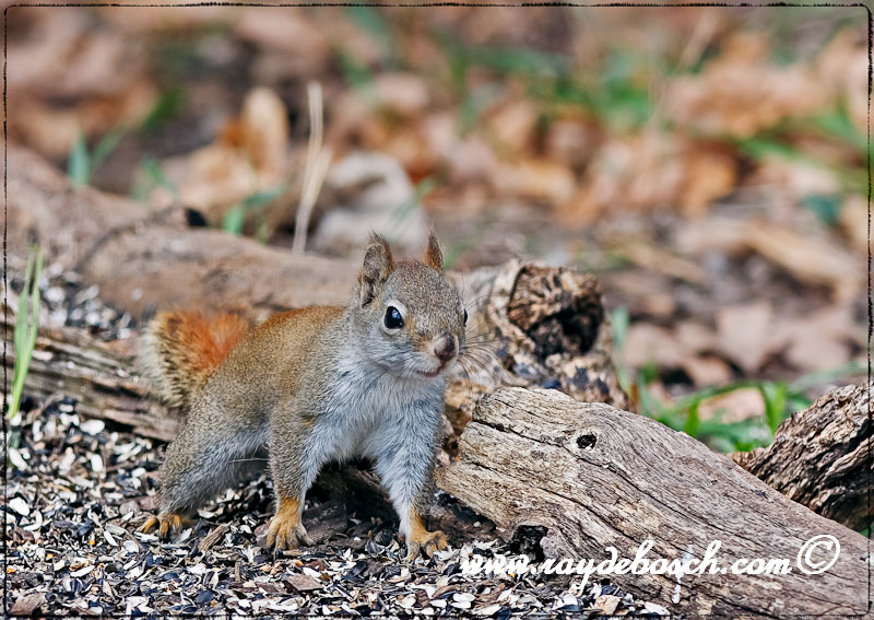 chipmunk action