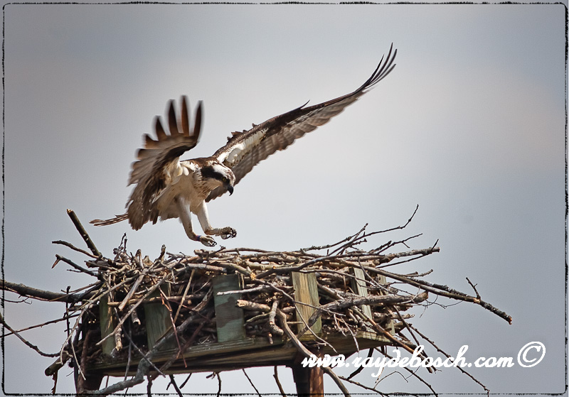 Osprey