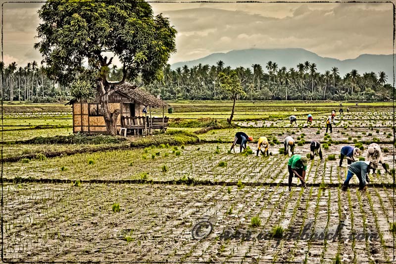 Planting rice is never fun...