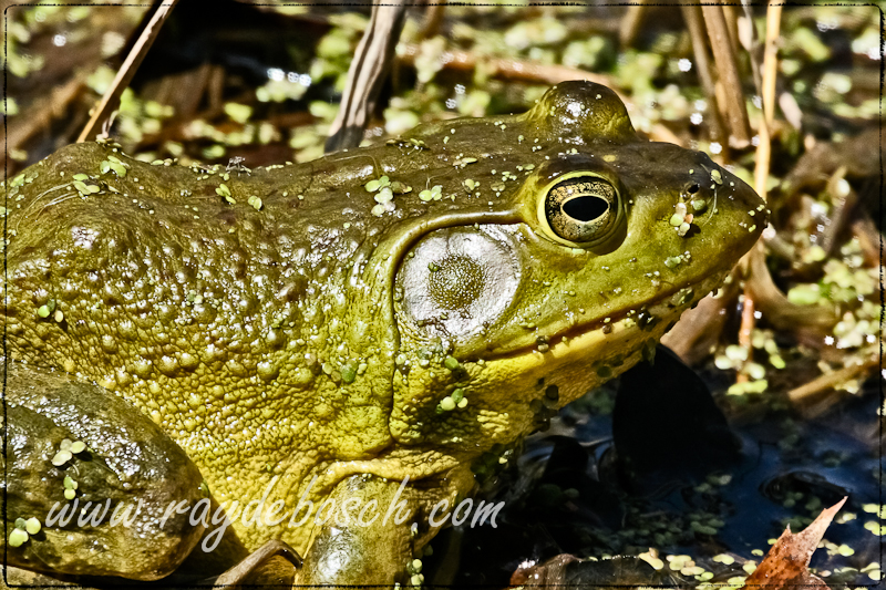 Jeremiah was a bull frog