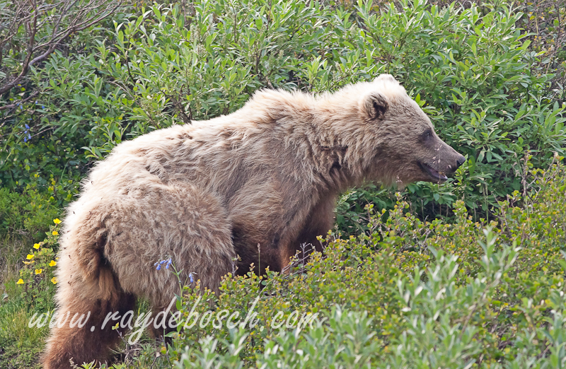 Grizzly at Denali