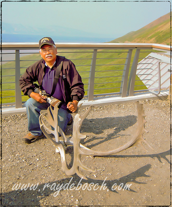 Caribou antlers