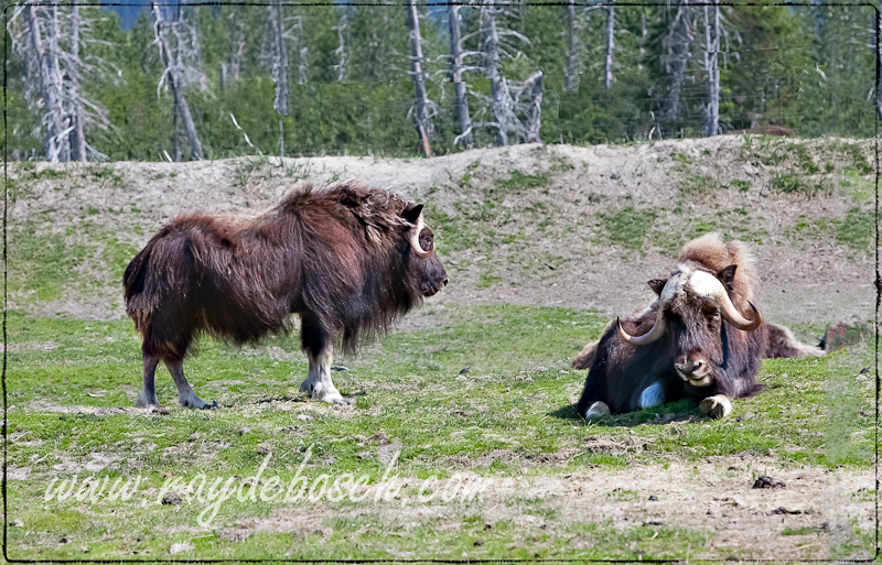 Muskox