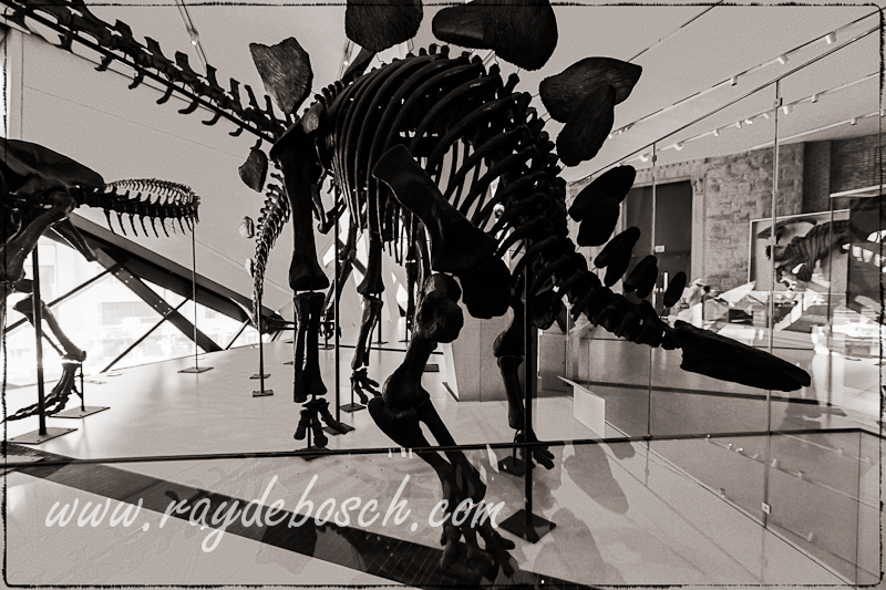 Gordo, the Barosaurus, the largest ever mounted