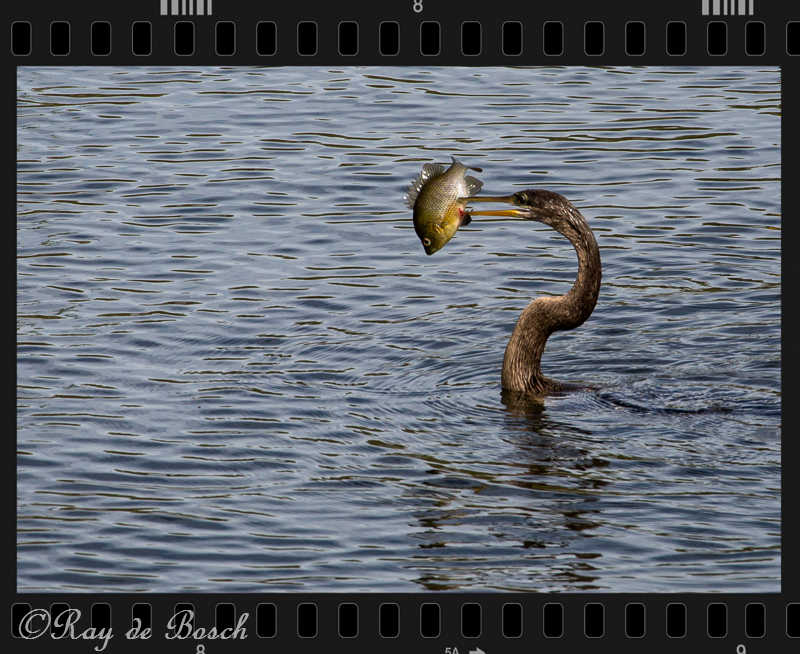 Anhingas got dinner!