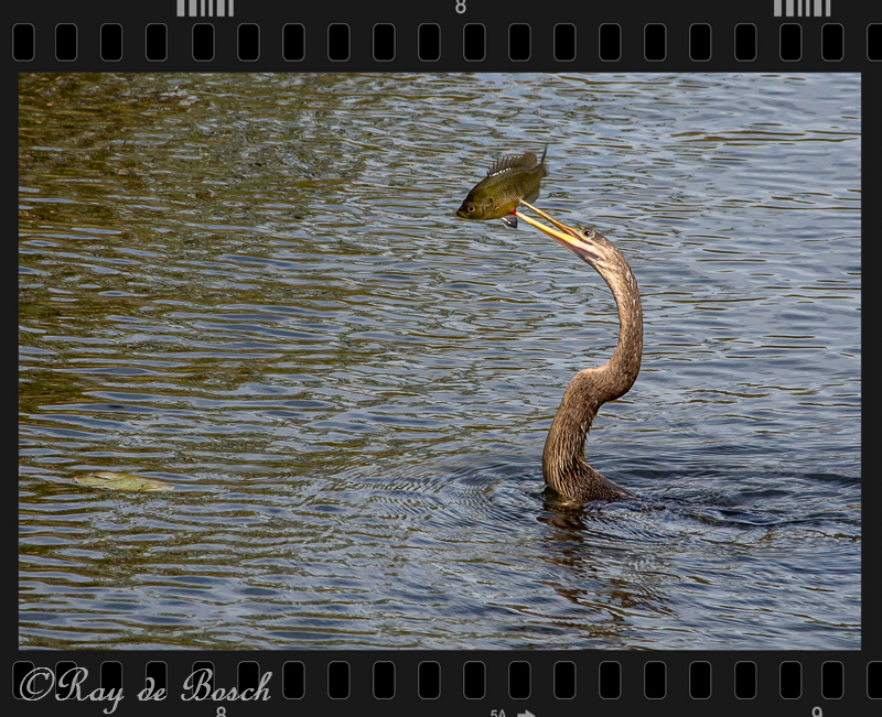 Great catch!