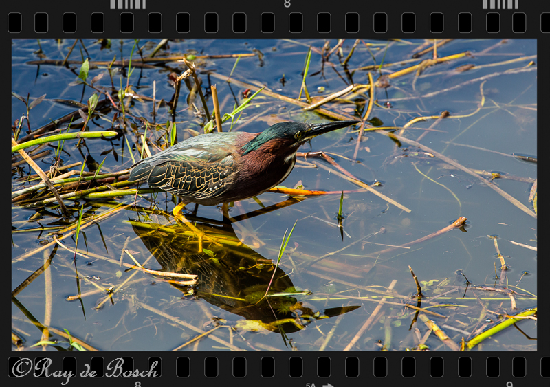green heron reflection