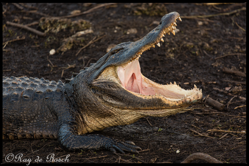Alligator warning...! Im hungry!