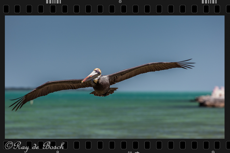 Pelican man