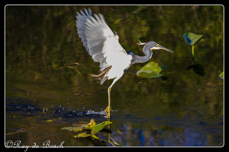 an immature great blue heron