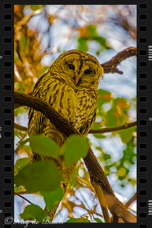a barn owl