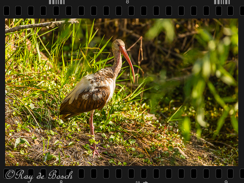 Brown ibis