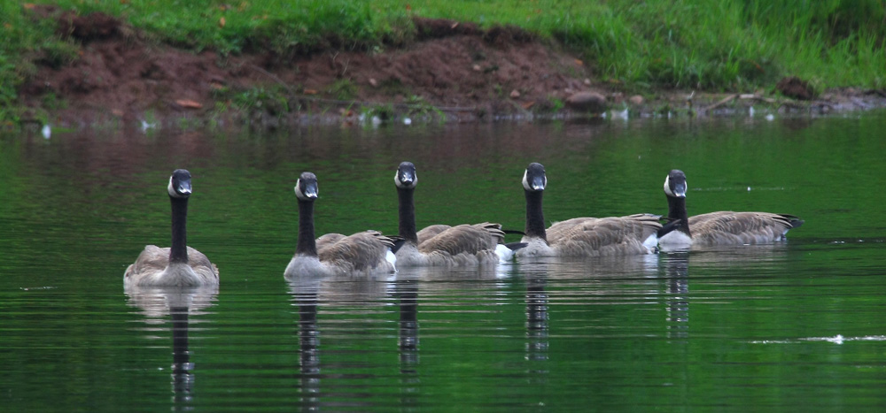 Canada Geese