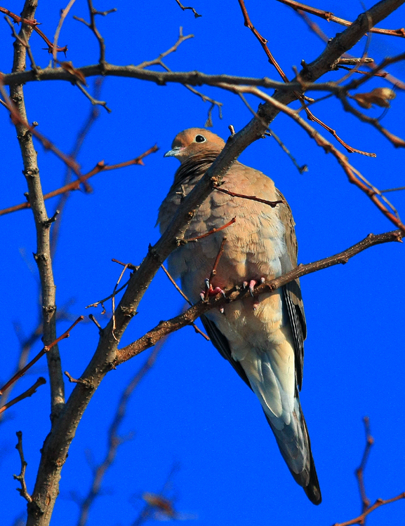 Mourning Dove