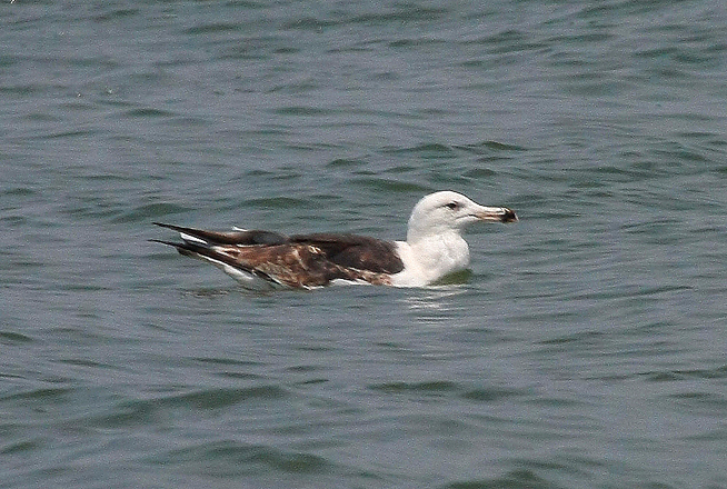 Great Black-backed Gull