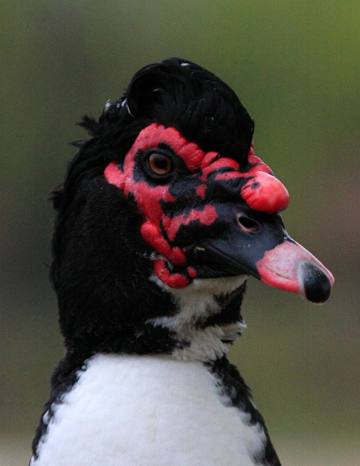 Muscovy Duck