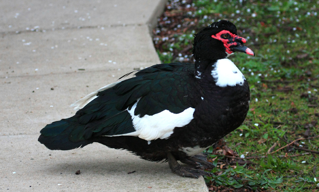 Muscovy Duck