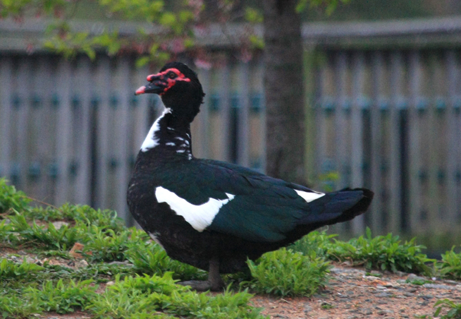 Muscovy Duck