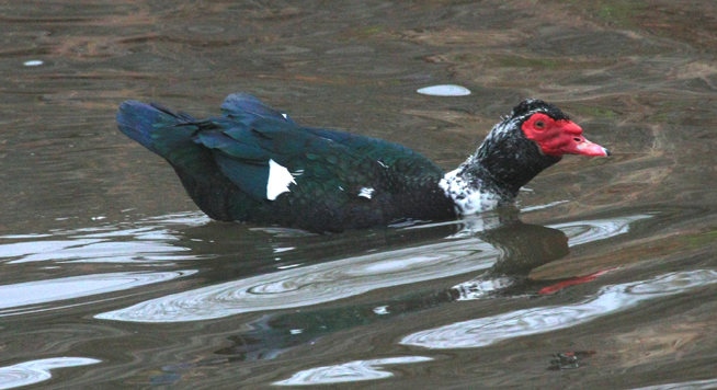 Muscovy Duck