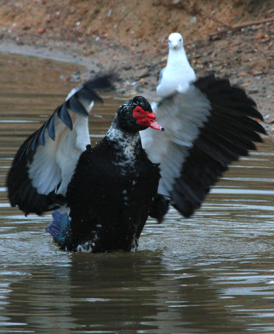 Muscovy Duck
