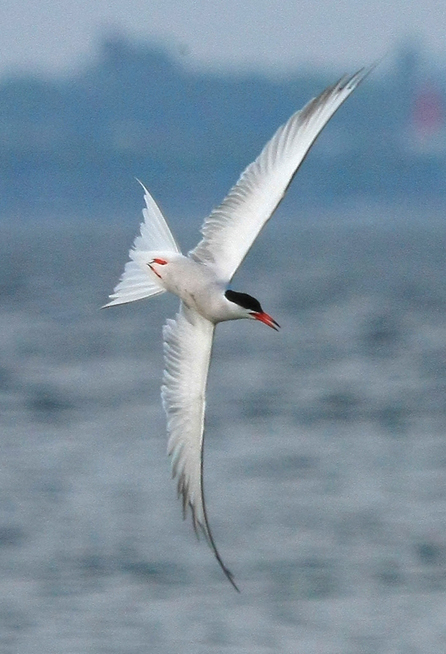 Common Tern