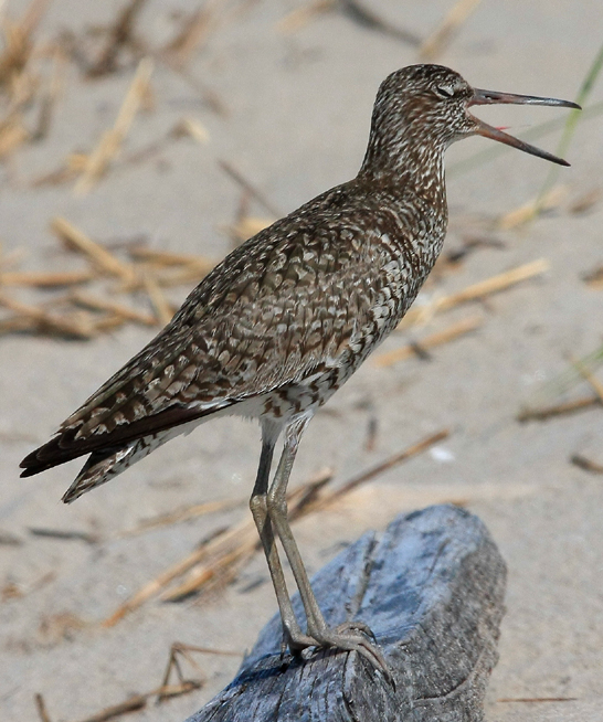 Willet, Eastern