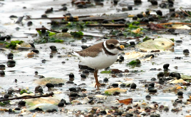 Semi-palmated Plover