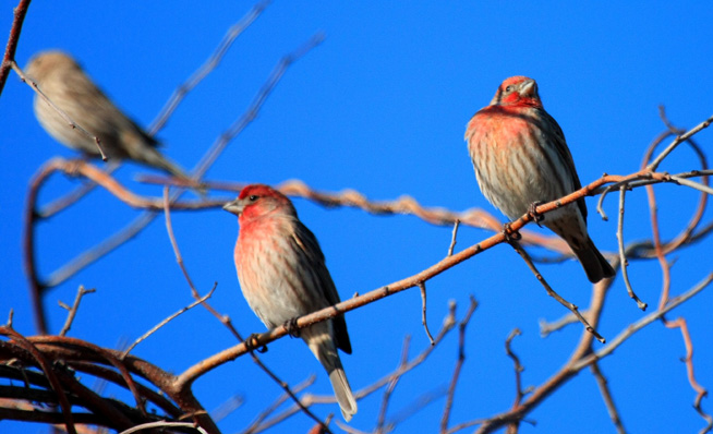 House Finch, Breezy Point, NY, January 2012