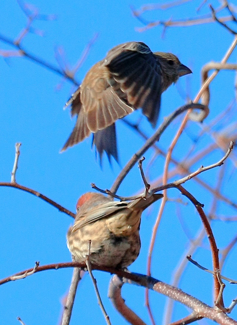House Finch, Breezy Point, NY, January 2012