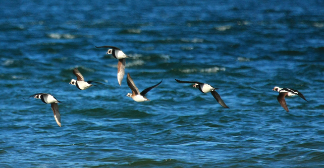 Long-tail Duck (Oldsquaw)