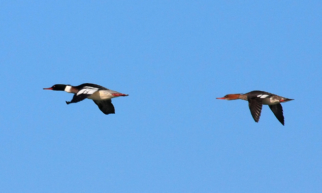 Red-breasted Merganser, Breezy Point, NY, January 2012