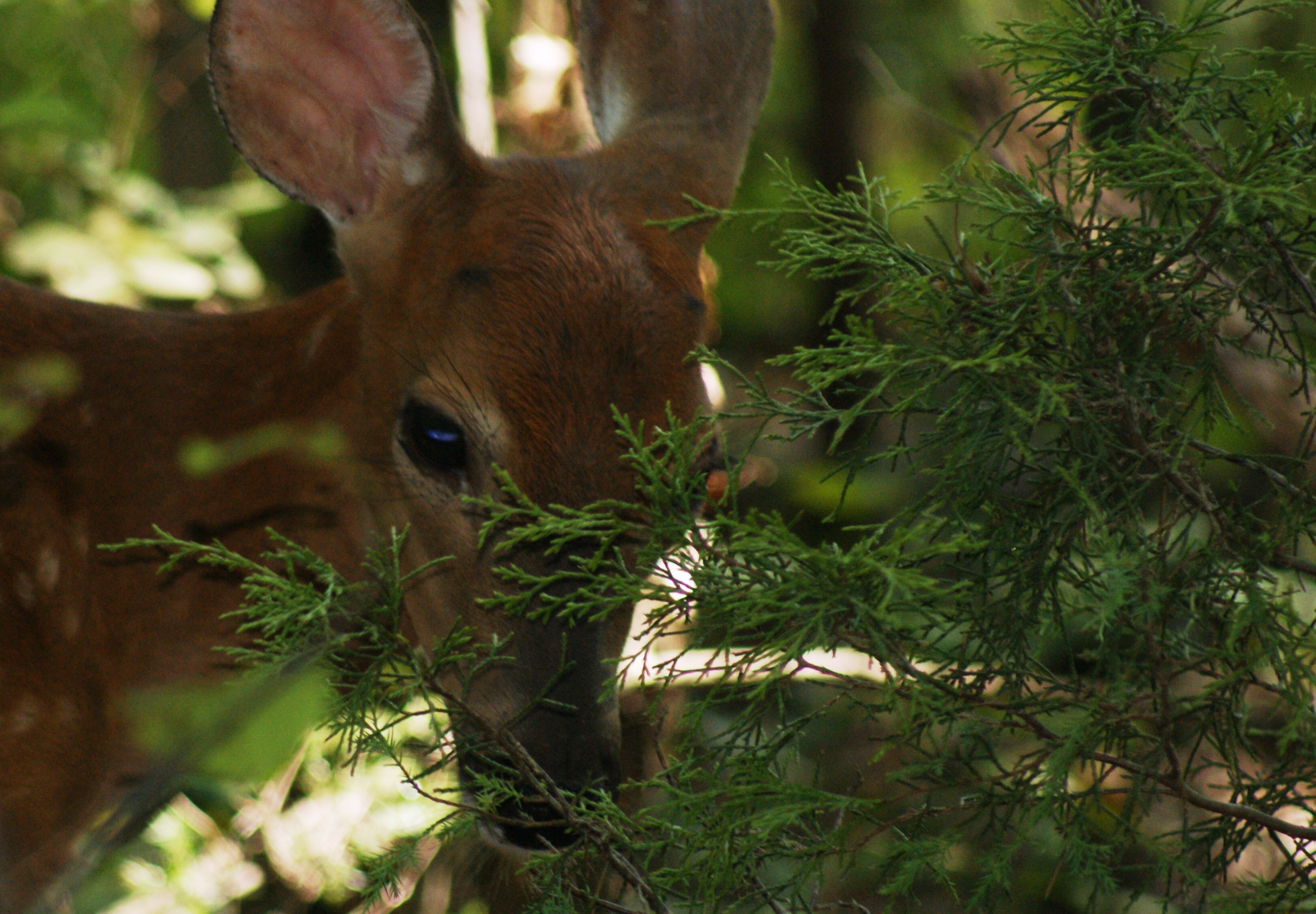 Eating Cedar Needles