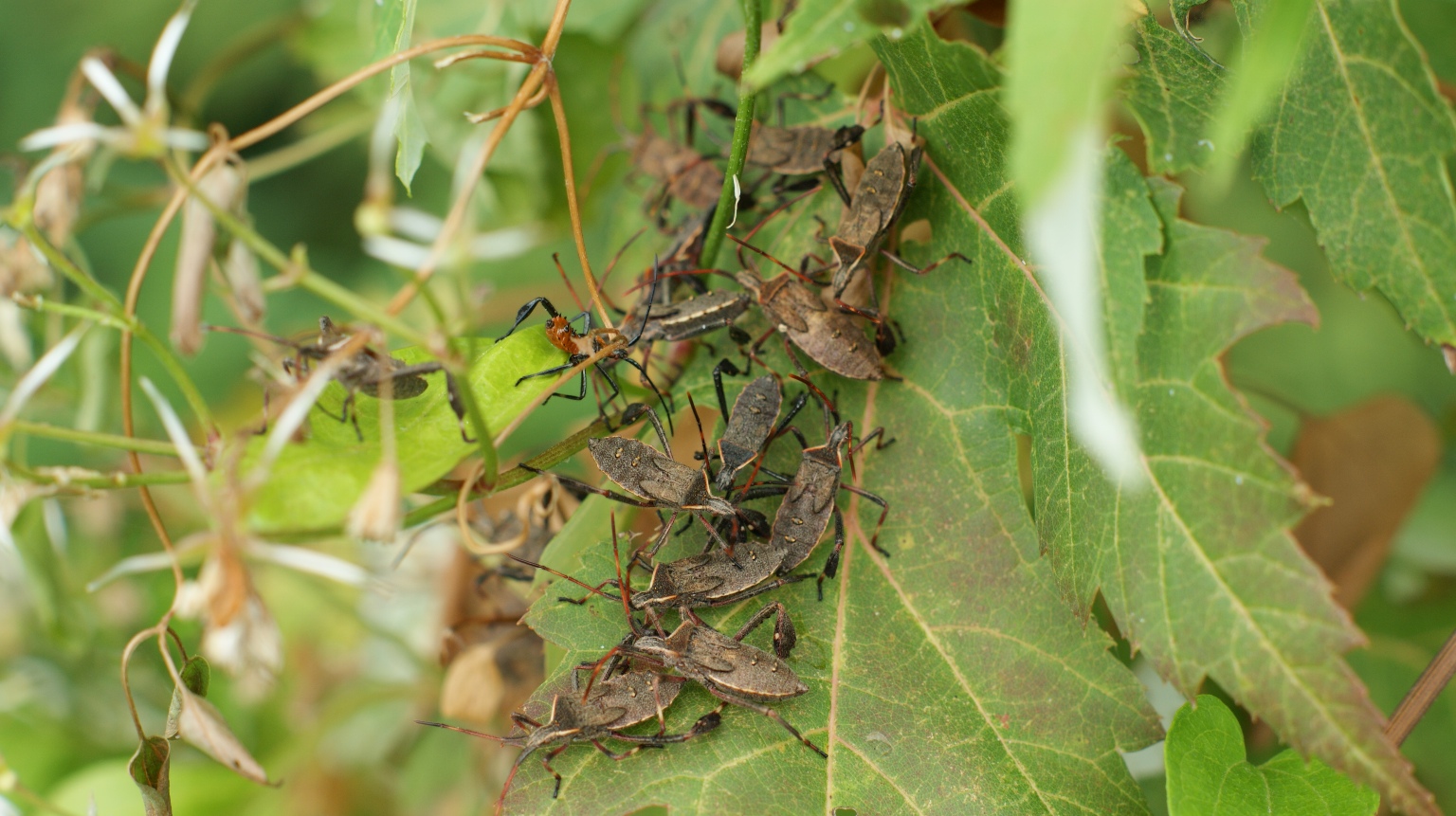 bugs bugs bugs.JPG