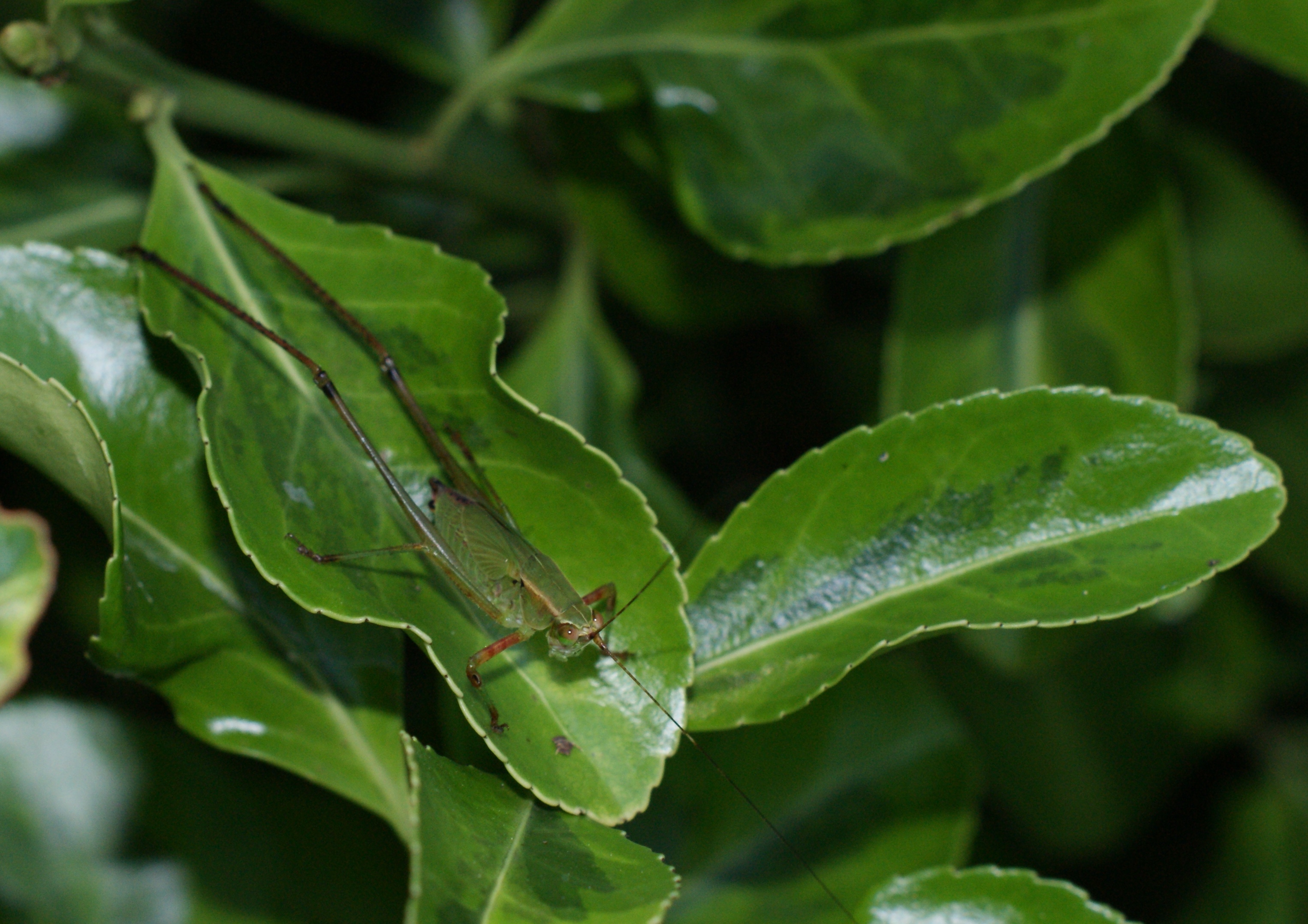grasshopper maybe.JPG