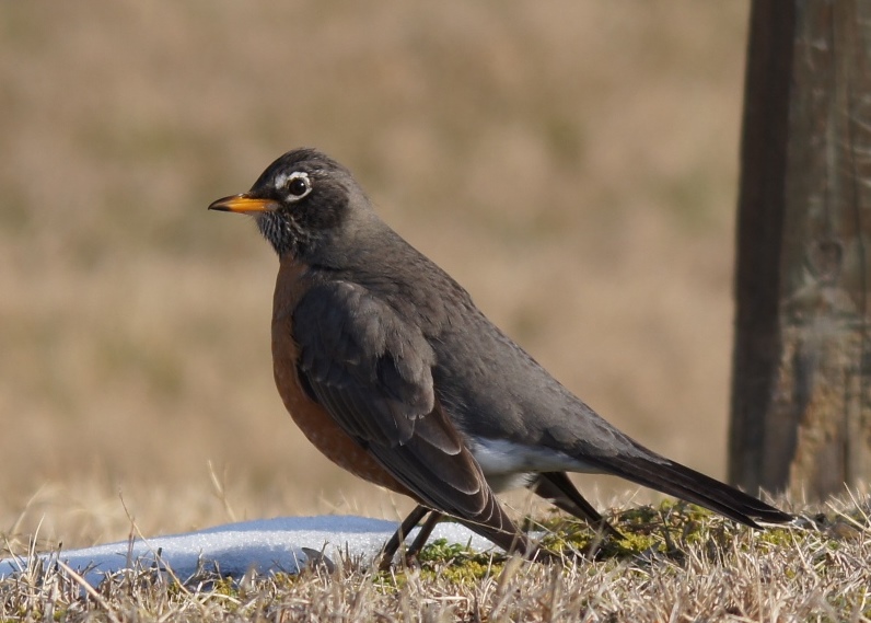American Robin