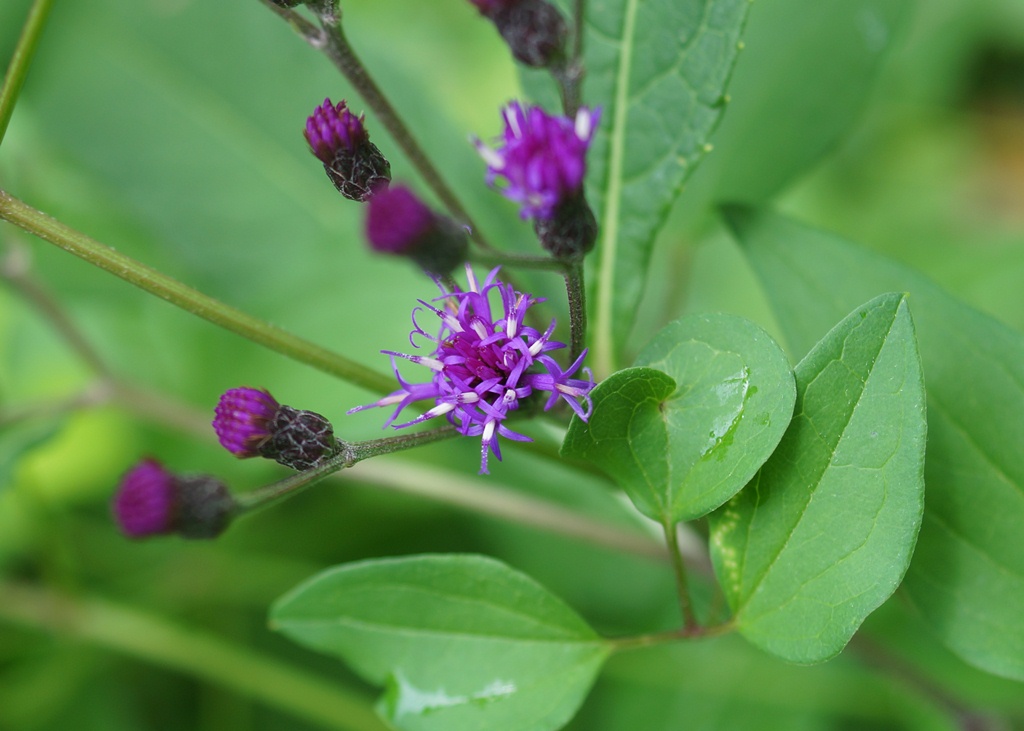 Tall Ironweed (Vernonia gigantea)