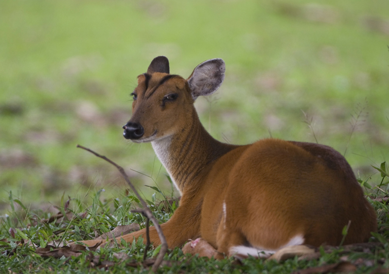 Muntjac - Muntiacus muntjak 