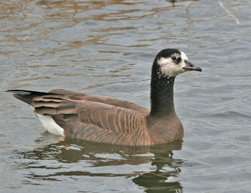 Greater White-fronted Goose X Barnacle Goose (?)