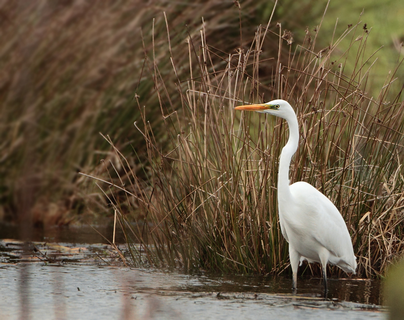 Great Egret - Ardea alba (Grote Zilverreiger)
