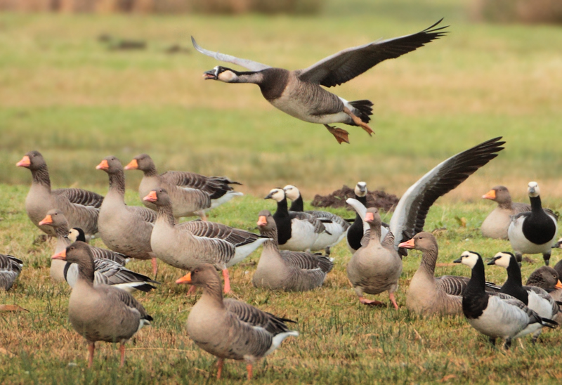 Branta x Anser