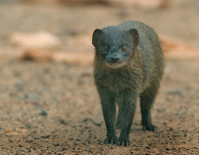 Small Asian Mongoose - Herpestes javanicus