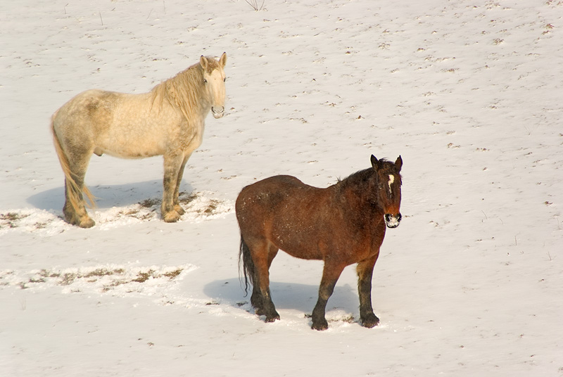 Waiting for Spring