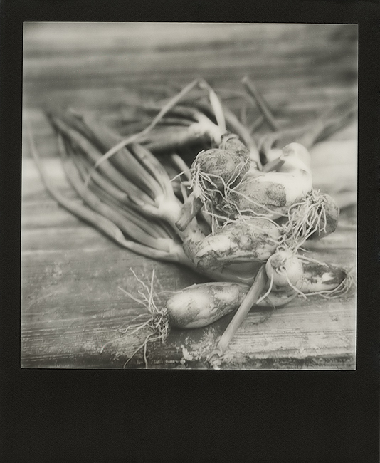 Farm Fresh Onions