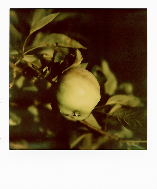 Golden and Delicious