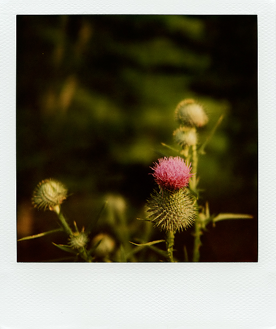 Prickly