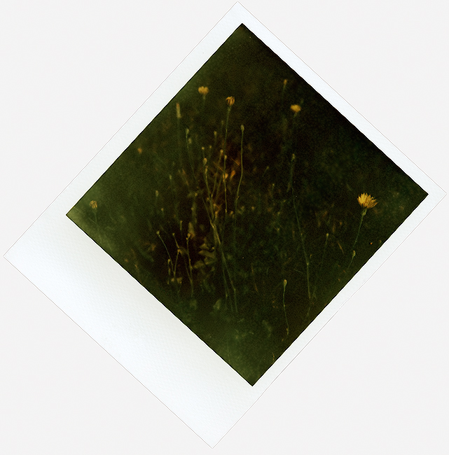 Hawkweed