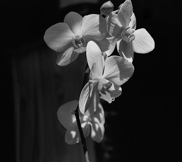 My Orchid has Buds!