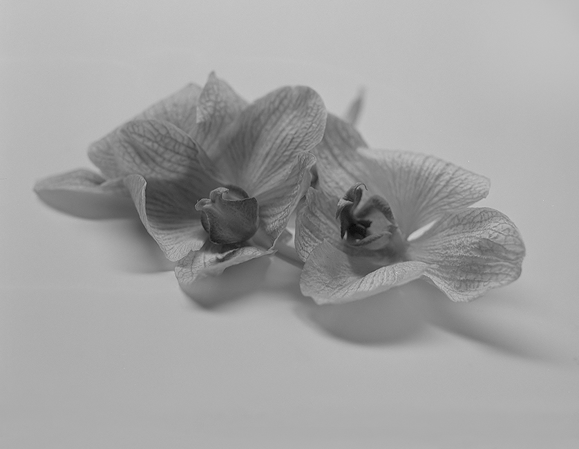 Wilted